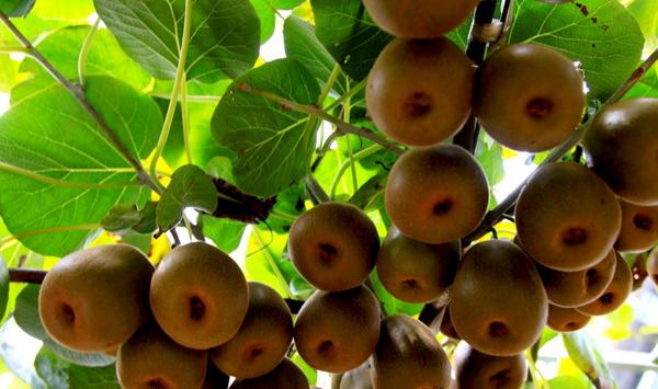 早春期间猕猴桃栽培要点