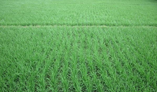 小暑期间，水稻田间五项管理要点，农民朋友了解一下