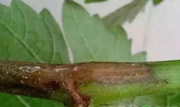 葡萄白腐病预防