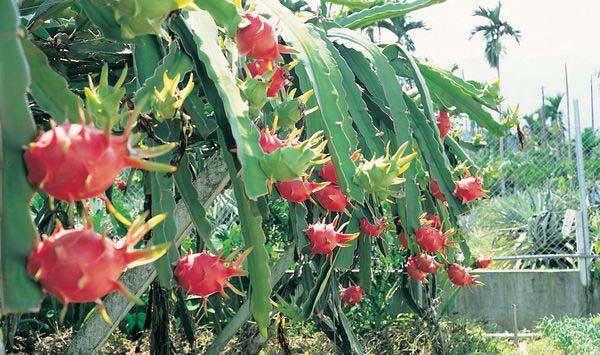 夏秋季果树花芽分化怎么管理？果树花芽分化的高产管理措施