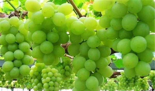 葡萄霜霉病怎么办？葡萄霜霉病的防治小妙招