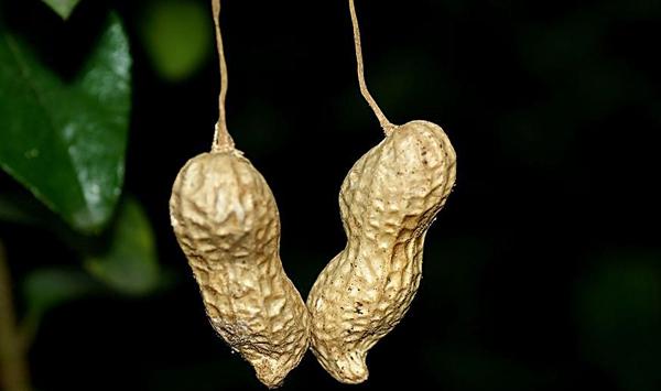 花生-慈菇间作种植模式