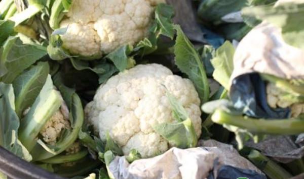花椰菜绿色无公害生产技术规程