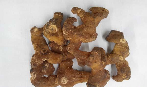 中药黄精现代植物志记载黄精属资源分布及变化