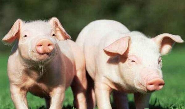 浅谈生猪品种改良中存在的问题及对策