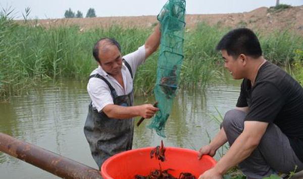 小龙虾养殖技术要点