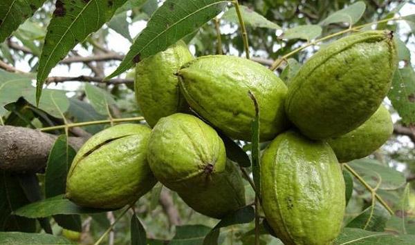 核桃高接换优技术详解