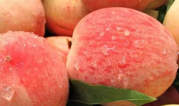 南红梨怎么栽培？