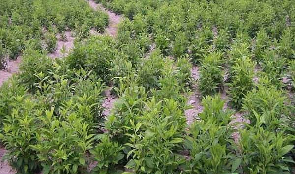 辽西地区文冠果与苍术复合经营技术