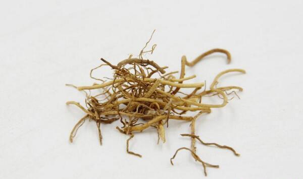 中药辽细辛生物学特性及栽培技术