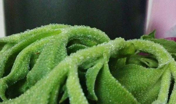 保健蔬菜冰菜的生物学特性及高效栽培技术