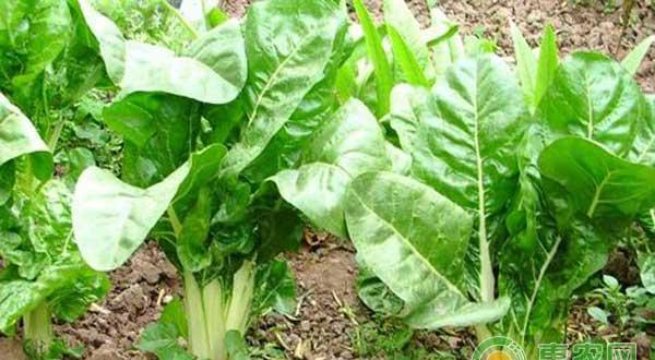 叶用甜菜怎么种植？叶用甜菜无土栽培技术