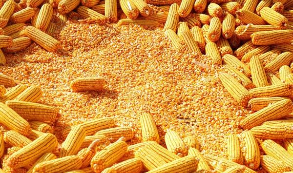 夏玉米雌穗发育不良的原因和防控对策
