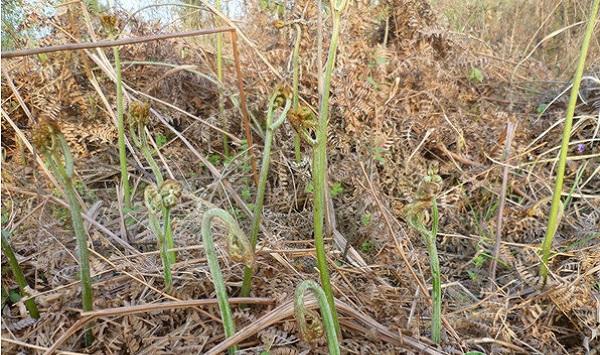 蕨菜无公害种植技术及加工方法