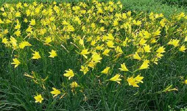 黄花菜怎么栽培？旱地黄花菜的栽培技术要点