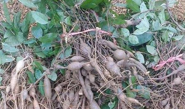 牛大力粉垄高产栽培管理技巧