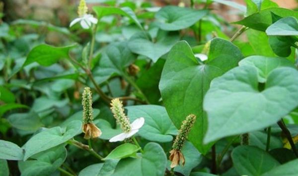 竹林套种鱼腥草栽培技术