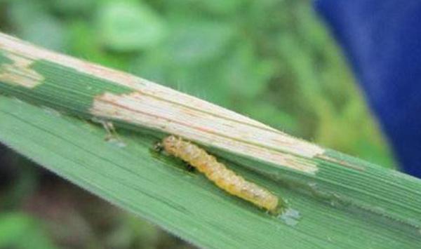 水稻卷叶螟药剂