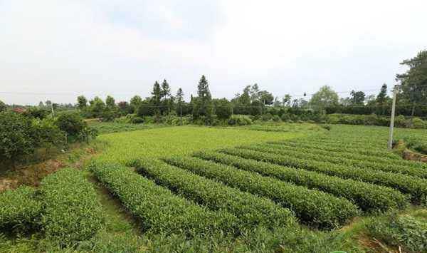 葡萄与茶叶怎么套种？葡萄与茶叶立体套种栽培技术