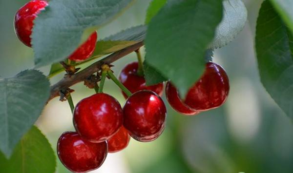 沂水县大樱桃提质增效关键技术