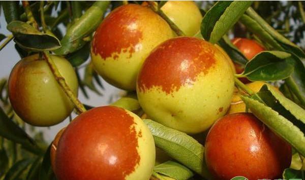 浅谈枣树幼果膨大期的管理方案