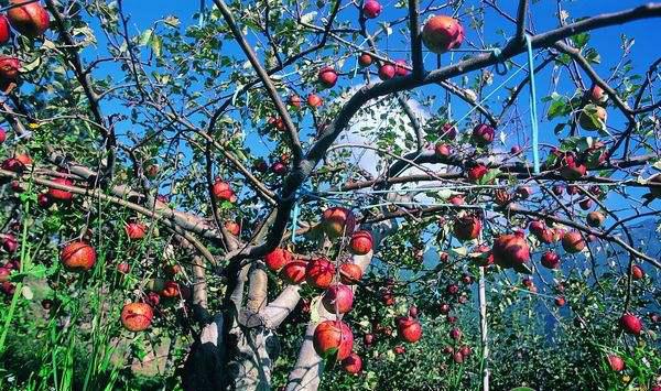 夏秋季果树花芽分化怎么管理？果树花芽分化的高产管理措施