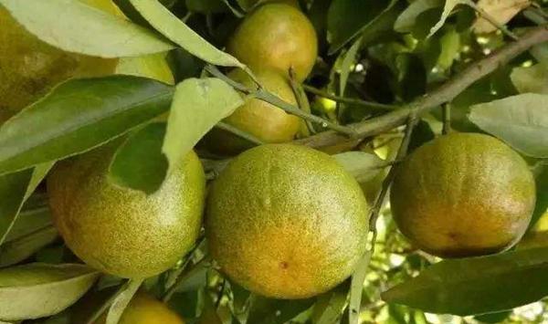 夏季柑橘异常出现黄叶落叶的原因及改善措施