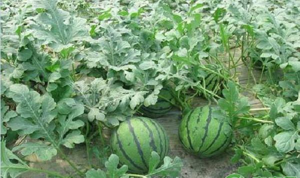 西瓜种植如何提高甜度？西瓜增甜的五项技术措施