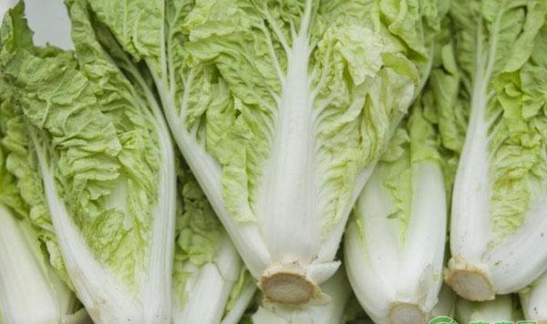 露地大白菜干烧心病的发病原因及其防治措施