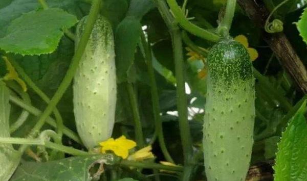 炎热夏季，蔬菜如何管理能高产？专家说：这六点很关键！