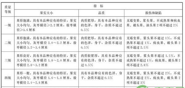 新疆喀什红枣园标准建园技术要点