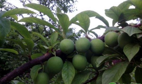 辽宁凤城山区吉胜李引种栽培表现及种植技术要点