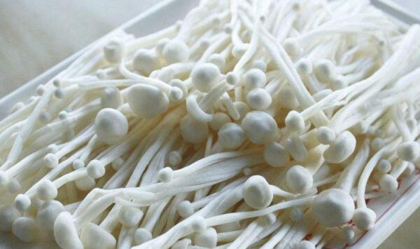 基金项目：野生金针菇的驯化与栽培