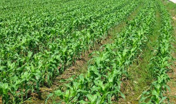 玉米药剂使用方法