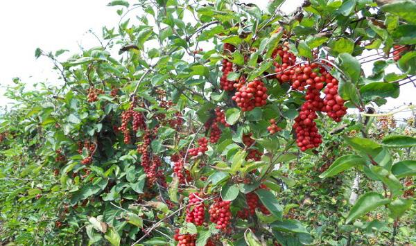 五味子怎么栽培？五味子的全程栽培技术详解