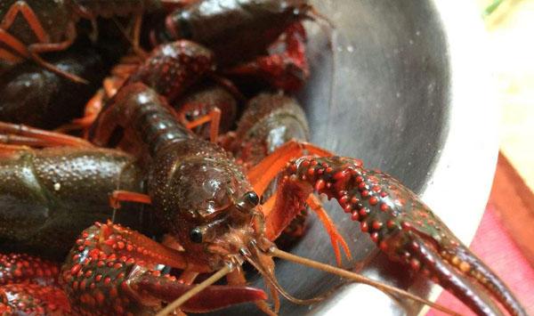 小龙虾价格区别