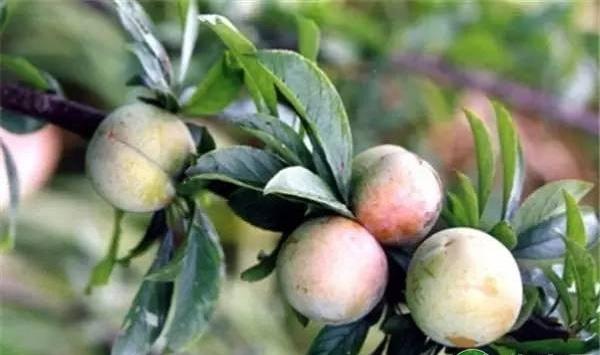 辽宁凤城山区吉胜李引种栽培表现及种植技术要点