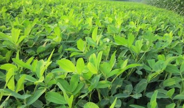 花生病害有那些？