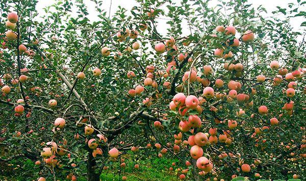 甘肃省静宁县苹果园夏季管理关键技术