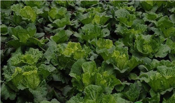 绿色食品（A级）秋播大白菜栽培技术规程