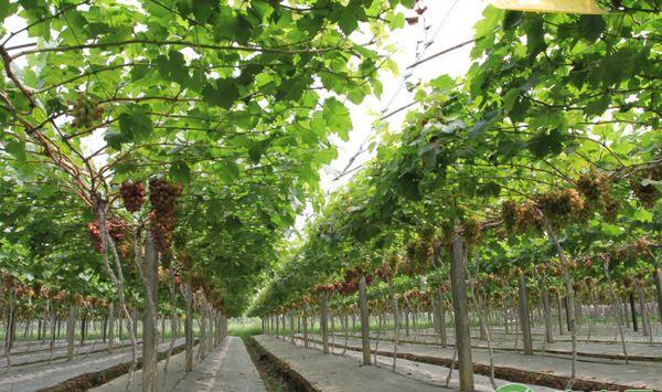 简析寒地日光葡萄温室种植技术要点