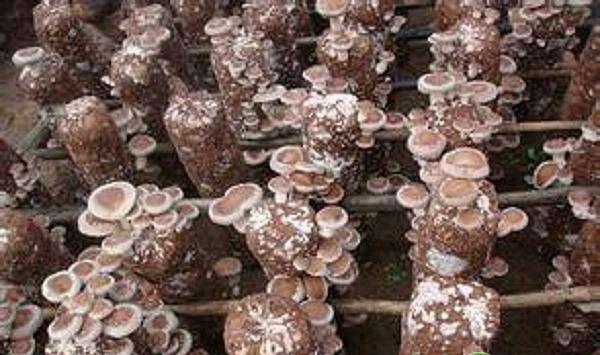 桂林地区桑枝栽培香菇实用生产技术