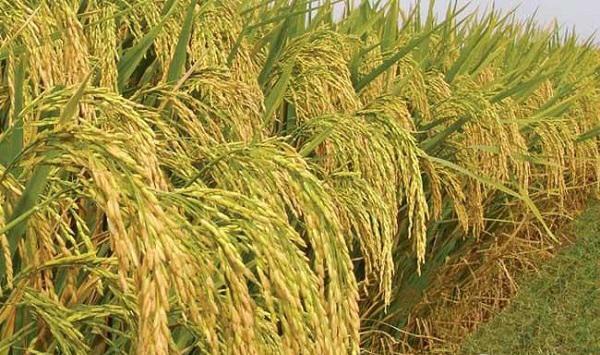 小暑期间，水稻田间五项管理要点，农民朋友了解一下