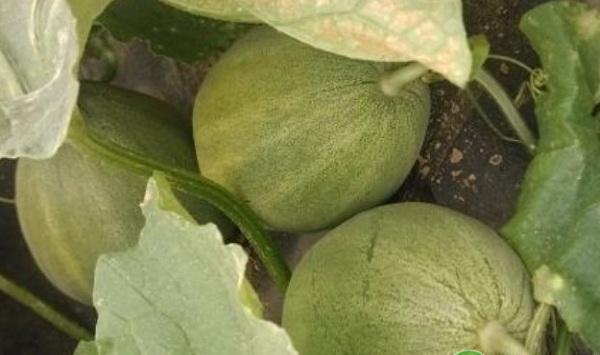 浅谈甜瓜苗期病害的综合防治技术