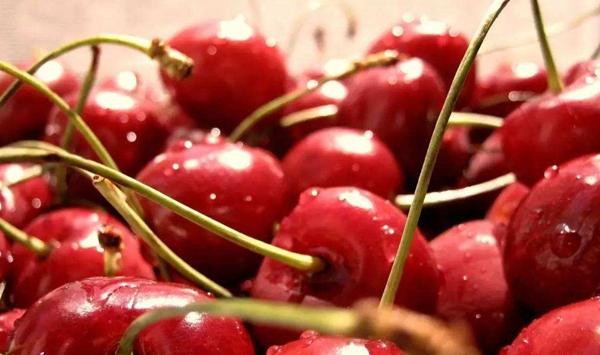 沂水县大樱桃提质增效关键技术