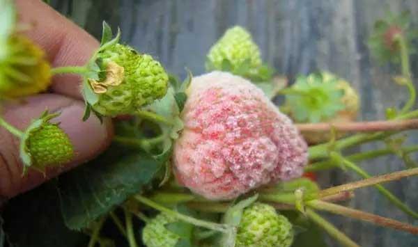 草莓炭疽病用什么药？草莓炭疽病的综合防治方案