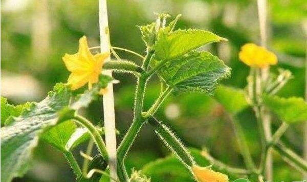 大棚黄瓜霜霉病的发病症状及防治措施