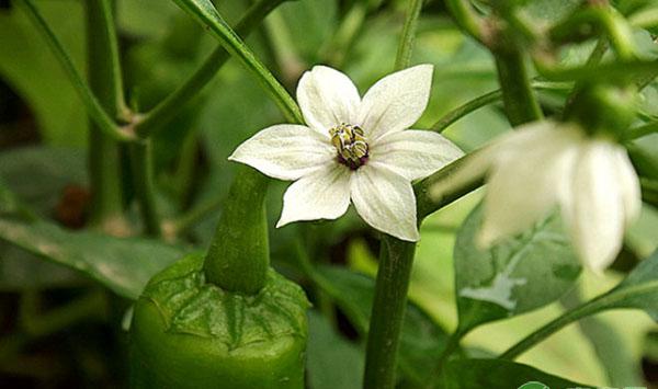 辣椒落花落果