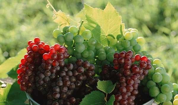 葡萄霜霉病怎么办？葡萄霜霉病的防治小妙招