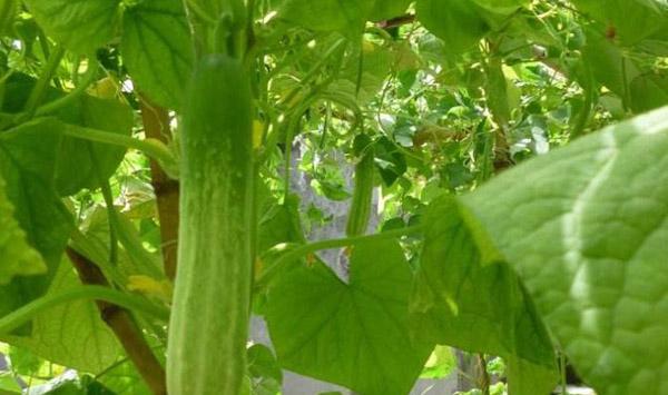 秋黄瓜种植技巧